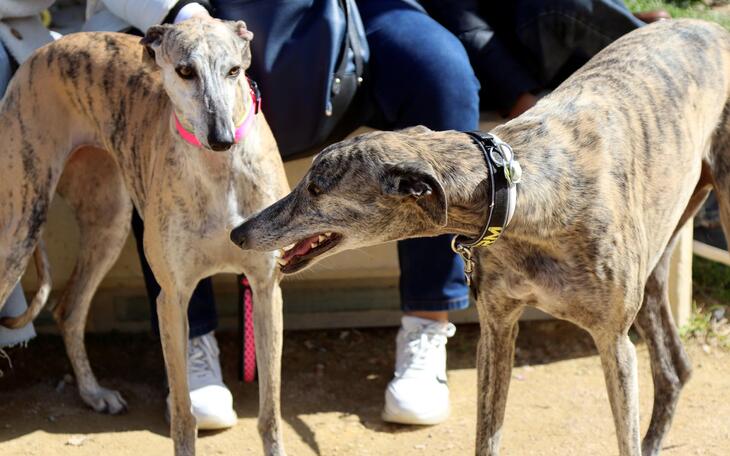 El Ayuntamiento eleva hasta los 50.000 euros la subvención a la Protectora de Animales y Plantas de Benidorm  